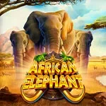 African Elephant